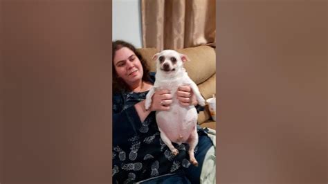 fattest chihuahua on record.